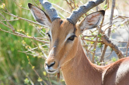 Impala Adult Male Looking at the camera