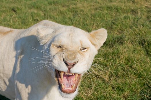White Lioness growling and showing her teeth