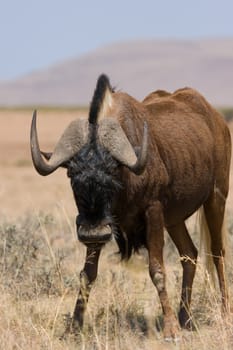 Black wildebeest feeding on the African grass plains