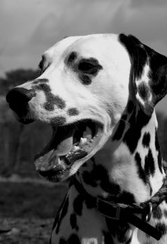 Portrait of a dalmatian in black and white.