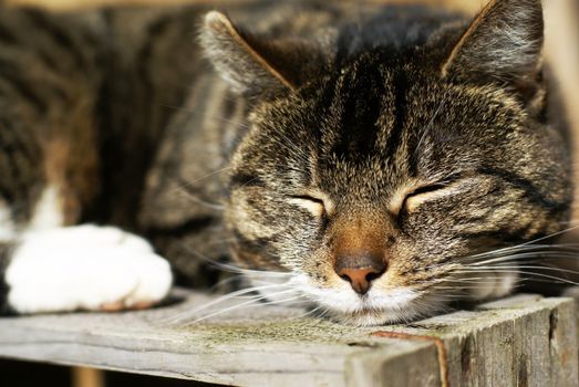 Cat sleeping peacefully on wooden crate.