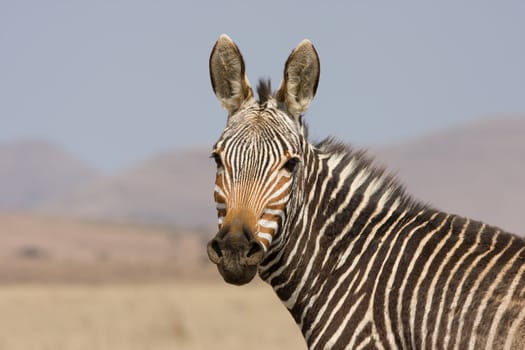 Head portrait of the rare and endagered Mountain Zebra