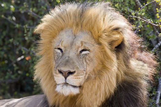 Majestic Male Lion resting in the sun