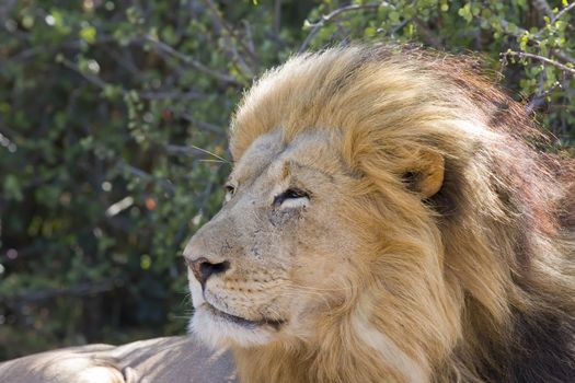 Majestic Male Lion resting in the sun