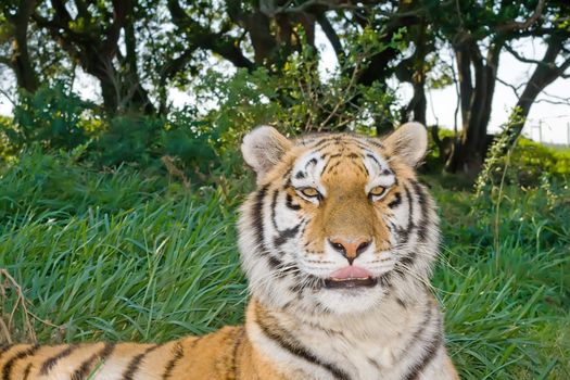 Close up shot of a Bengal Tiger