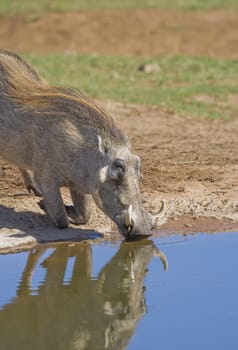 Thirsty warthog drinking at the water hole