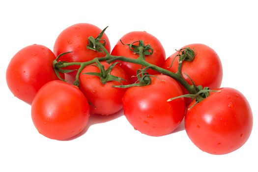 branch of tomatoes with waterdrops, isolated on white