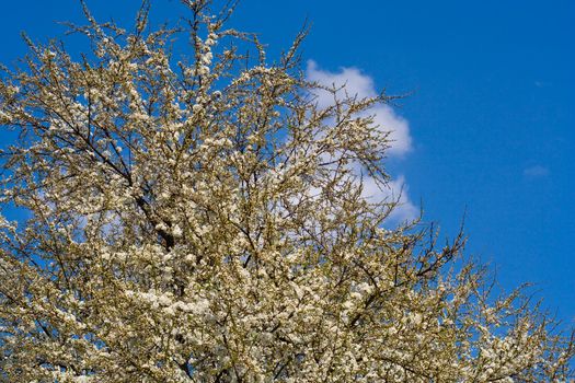 flourish cherry tree in april, spring time