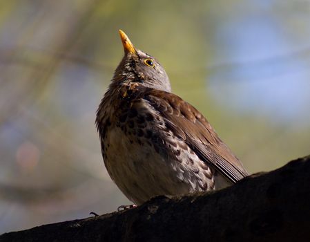 wild starling on branch in forest, on nature background