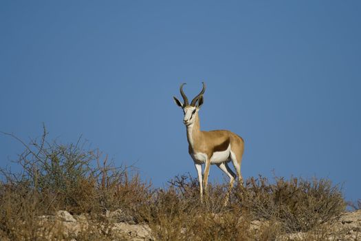 Adult male springbok with blue sky background