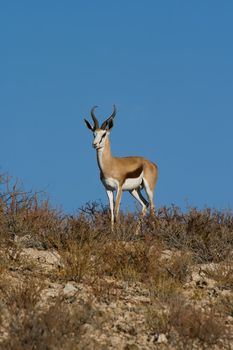 Adult male springbok with blue sky background