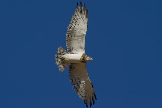 Black chested Snake Eagle in flight searching for prey