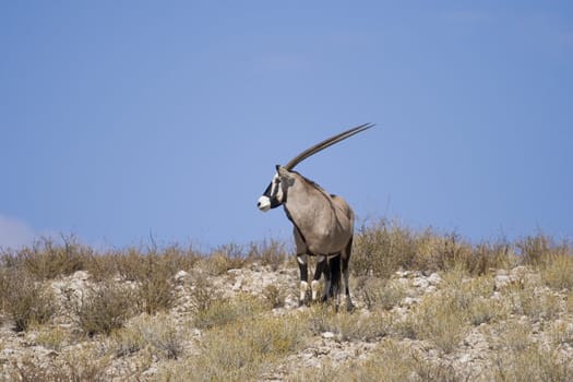 Gemsbok standing alone on a ridge in the kalahari