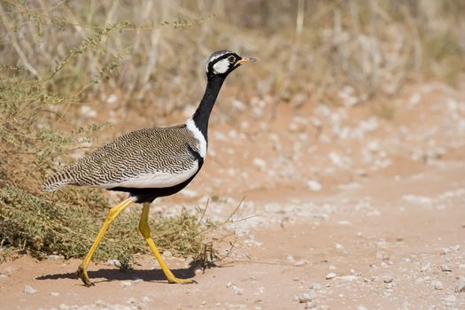 Male Korhaan searching for food in the desert