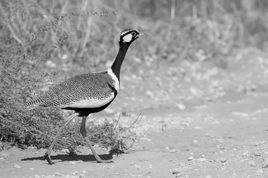 Male Korhaan searching for food in the desert