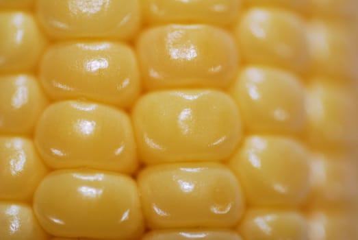 Fresh corn closeup