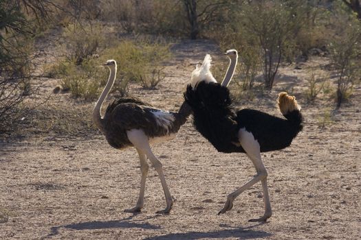 Male ostrich trying to court a female