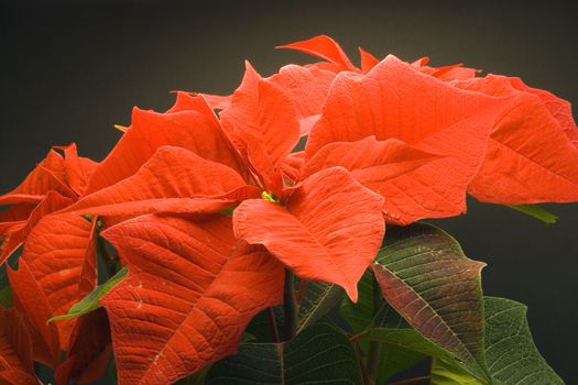 Poinsettia Pulcherrima - christmas flower - seasonal decoration - close up