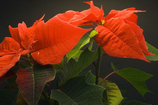 Poinsettia Pulcherrima - christmas flower - seasonal decoration - close up