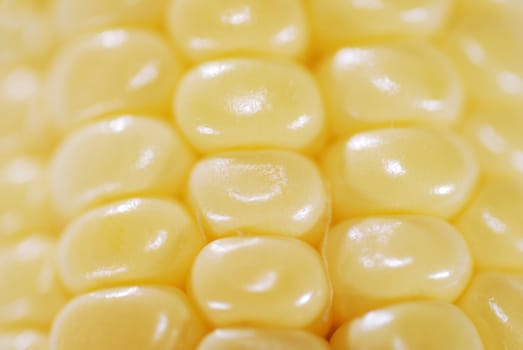 Fresh corn closeup