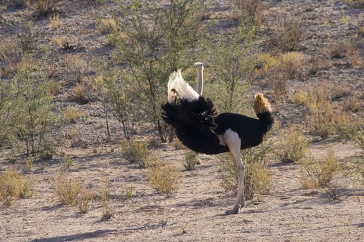 Male ostrich displaying his feather in courtship dance