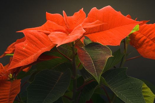 Poinsettia Pulcherrima - christmas flower - seasonal decoration - close up