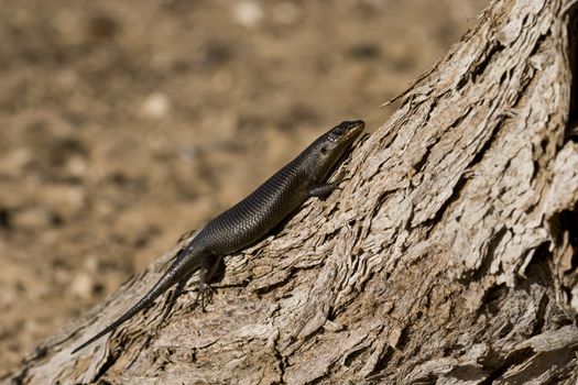 Lazy lizard basking in the sun in the Kalahari