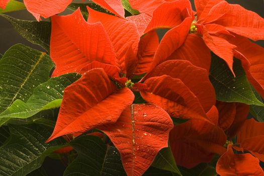 Poinsettia Pulcherrima - christmas flower - seasonal decoration - close up