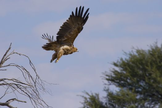 Booted Eagle in it's rufous form in flight