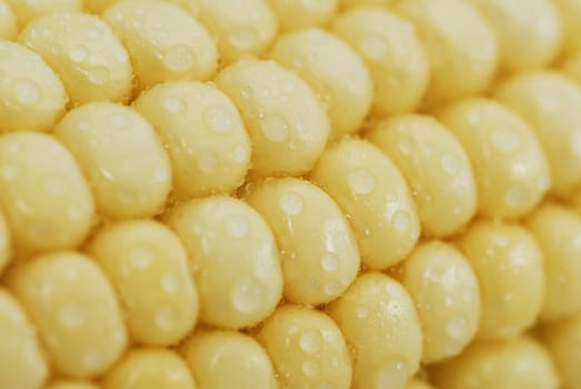 Corn with waterdrops background