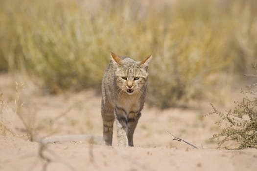 African wild cat walking in the savannah