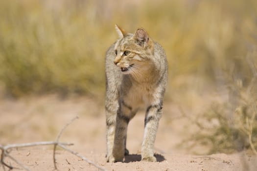 African wild cat in the kalahari fields