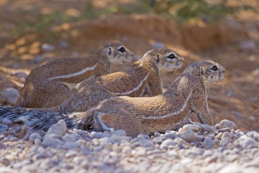 Three ground squirrels resting together in the shade