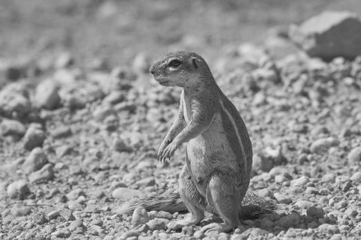 Ground squirrel standing alert and scanning for danger