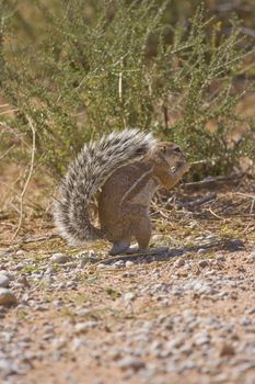 Cape Ground Squirrel eating foraged food