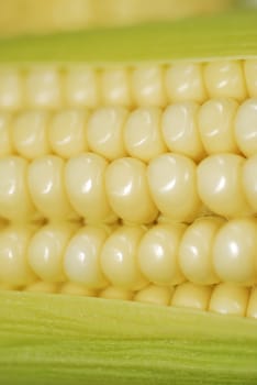 Fresh corn in cob closeup