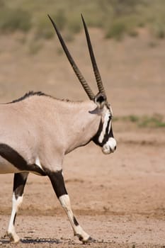 Majestic Gemsbok found in the arid Kalahari