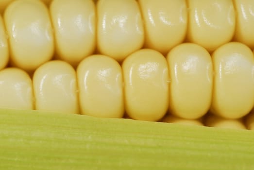 Fresh corn in cob closeup