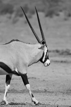 Majestic Gemsbok found in the arid Kalahari