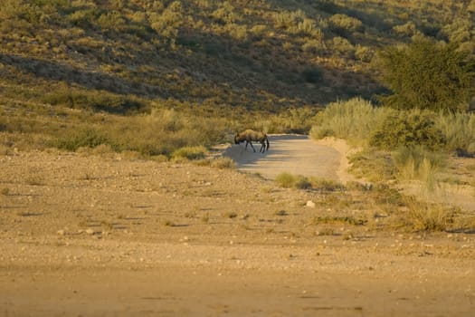 Landscape scene with Black Wildebeest as part of scene