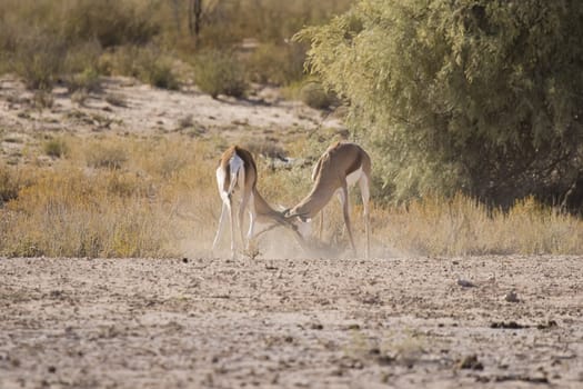 Fighting springbok creating a dust storm in the Kalahari