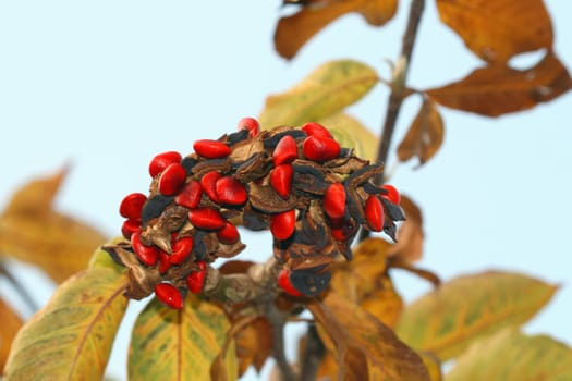 a bunch of red berries on a tree - macro