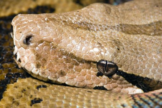 Head of a large adult Boa Constrictor  - macro