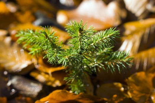 a twig of a spruce sapling with droplets of water - macro