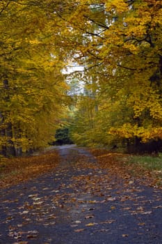 a small winding mountain road in autumn