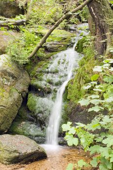 a little stream in the mountain forest