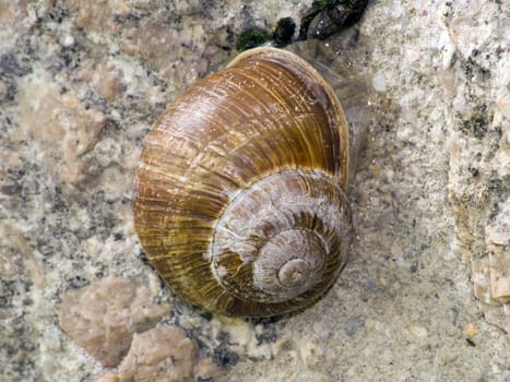 A sleeping snail on a granite wall