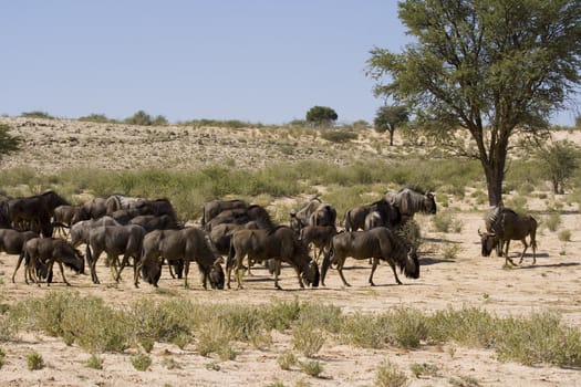 Herd of black wildebeest feeding in the Kalahari