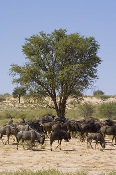 Herd of black wildebeest feeding in the Kalahari