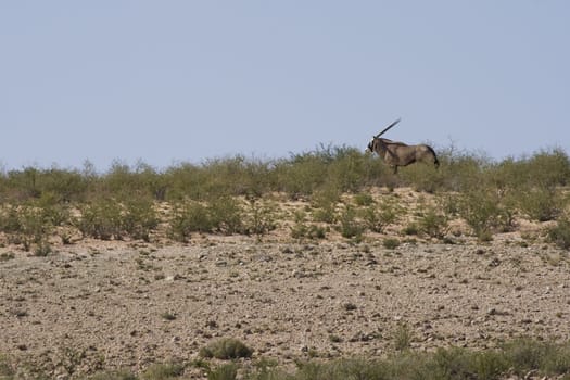 Gemsbok on a grassy ridge in the Kalahari